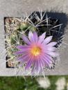 Thelocactus rinconensis